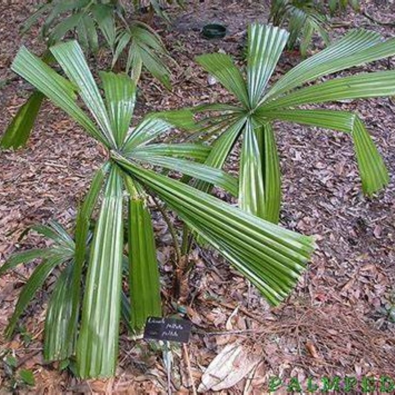 Licuala Peltata var. Peltata